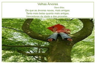 Velhas Árvores
                       Olavo Bilac
Do que as árvores novas, mais amigas:
Tanto mais belas quanto mais antigas,
Vencedoras da idade e das procelas...




                                        poesiaesffl.blogspot.com
 