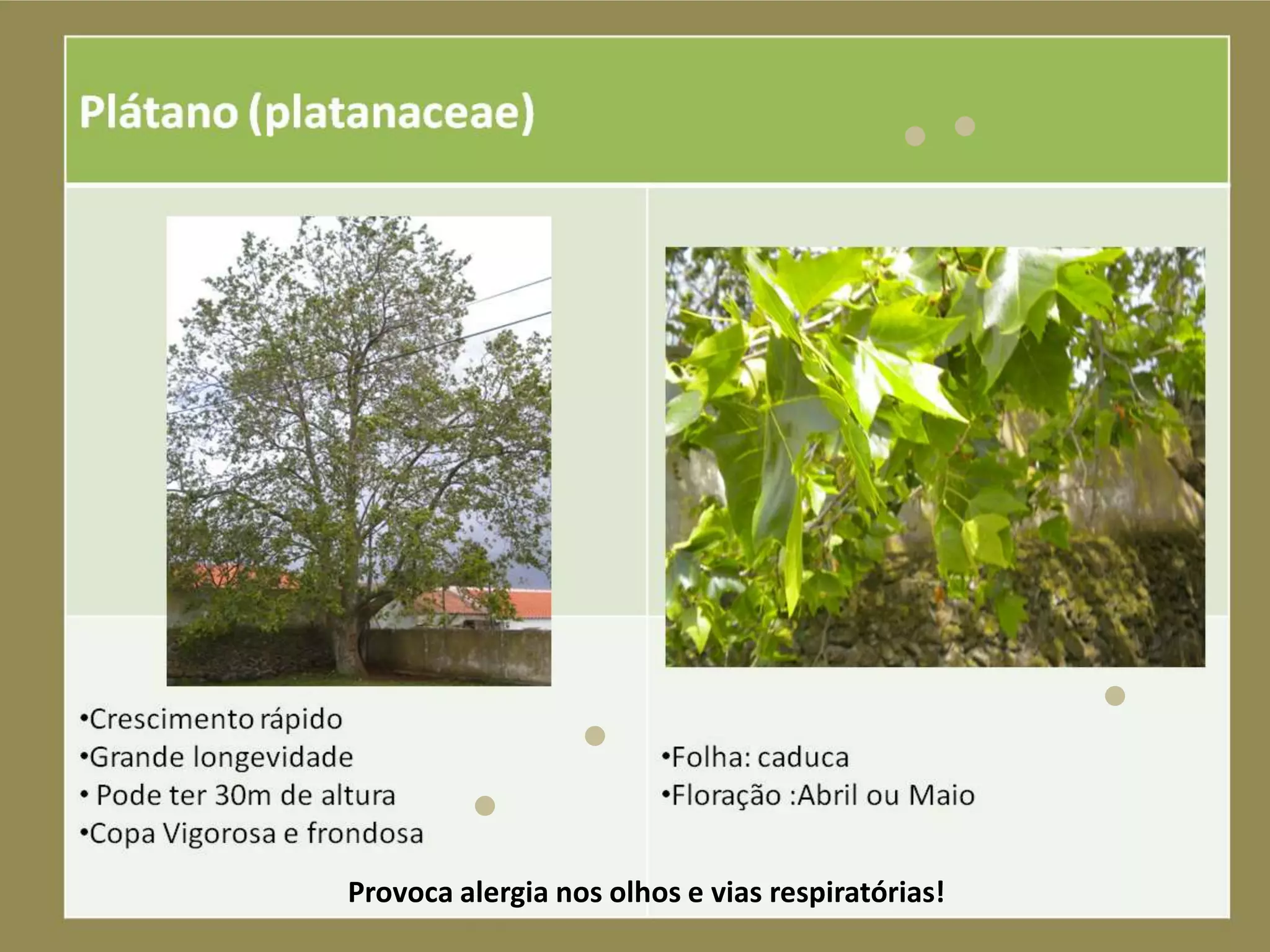 Provoca alergia nos olhos e vias respiratórias!
 