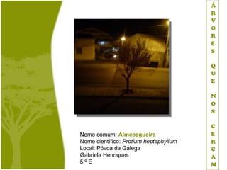 Nome comum: Almecegueira
Nome científico: Protium heptaphyllum
Local: Póvoa da Galega
Gabriela Henriques
5.º E
 