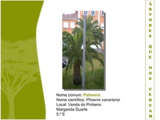 Nome comum: Palmeira
Nome científico: Phoenix canariensi
Local: Venda do Pinheiro
Margarida Duarte
5.º E
 