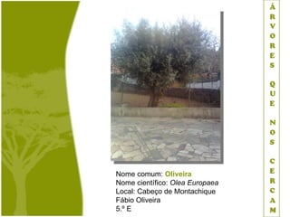 Nome comum: Oliveira
Nome científico: Olea Europaea
Local: Cabeço de Montachique
Fábio Oliveira
5.º E
 