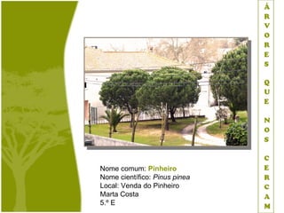 Nome comum: Pinheiro
Nome científico: Pinus pinea
Local: Venda do Pinheiro
Marta Costa
5.º E
 