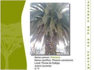 Nome comum: Palmeira
Nome científico: Phoenix canariensis
Local: Póvoa da Galega
Joana Lourenço
5.º F
 