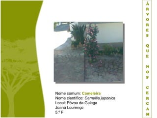 Nome comum: Cameleira
Nome científico: Camellia japonica
Local: Póvoa da Galega
Joana Lourenço
5.º F
 