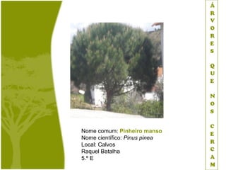 Nome comum: Pinheiro manso
Nome científico: Pinus pinea
Local: Calvos
Raquel Batalha
5.º E
 