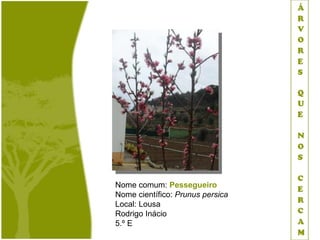 Nome comum: Pessegueiro
Nome científico: Prunus persica
Local: Lousa
Rodrigo Inácio
5.º E
 