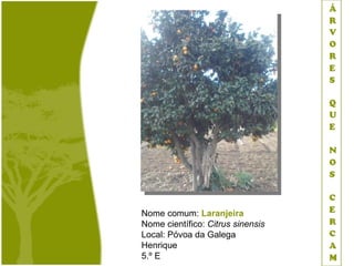 Nome comum: Laranjeira
Nome científico: Citrus sinensis
Local: Póvoa da Galega
Henrique
5.º E
 