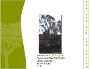 Nome comum: Eucalipto
Nome científico: Eucalyptus
Local: Malveira
Karina Sousa
5.º F
 