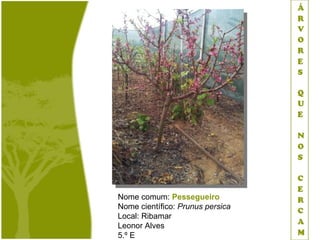 Nome comum: Pessegueiro
Nome científico: Prunus persica
Local: Ribamar
Leonor Alves
5.º E
 