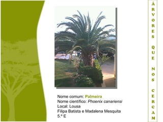Nome comum: Palmeira
Nome científico: Phoenix canariensi
Local: Lousa
Filipa Batista e Madalena Mesquita
5.º E
 