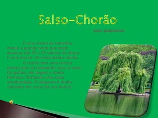 Salix babylonica

         É uma árvore de tamanho
médio a grande porte que pode
alcançar até 20 a 25 metros de altura.
É uma árvore de crescimento rápido.
         O tronco tem uma cortiça
escura que vai rompendo com os anos.
Os galhos são longos e muito
flexíveis, formando uma copa
arredondada. O salgueiro é muito
utilizado por causa da sua beleza.
 