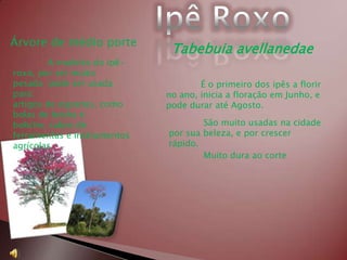 Árvore de médio porte
                              Tabebuia avellanedae
         A madeira do ipê-
roxo, por ser muito
pesada pode ser usada                É o primeiro dos ipês a florir
para:                        no ano, inicia a floração em Junho, e
artigos de esportes, como    pode durar até Agosto.
bolas de bocha e
boliche, cabos de                    São muito usadas na cidade
ferramentas e instrumentos   por sua beleza, e por crescer
agrícolas.                   rápido.
                                     Muito dura ao corte
 