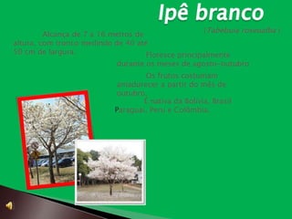 (Tabebuia roseoalba )
         Alcança de 7 a 16 metros de
altura, com tronco medindo de 40 até
50 cm de largura.                    Floresce principalmente
                             durante os meses de agosto-outubro
                                     Os frutos costumam
                             amadurecer a partir do mês de
                             outubro.
                                    É nativa da Bolívia, Brasil
                            Paraguai, Peru e Colômbia.
 