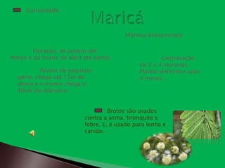 Curiosidade.



                                          Mimosa bimucronata

        Floração, de Janeiro até
Março e dá frutos de Abril até Junho.                   Germinação
                                               de 2 a 4 semanas.
           Árvore de pequeno                   Plantio definitivo após
  porte, chega até 15m de                      4 meses.
  altura e o tronco chega a
  40cm de diâmetro.


                                    Brotos são usados
                           contra a asma, bronquite e
                           febre. E, é usado para lenha e
                           carvão.
 