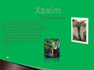 Dicksonia sellowiana
          Possui cáudice (caule com
uma forma encurtada e um pouco
mais espessa) ereto, cilíndrico, e pode
ter até 2 metros. Devido à extração
exagerada do cáudice para uso no
cultivo de outras plantas, a espécie
está ameaçada de extinção e sua
extração está proibida em todo
o Brasil.
 