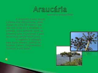 Araucária angustifolia
         A araucária existe desde
a época dos dinossauros, pode
atingir de 20 á 50 metros. Ela
não tem fruto só a semente (o
pinhão), essa semente serve de
alimento para as pessoas e para
os animais desde 6000 anos.
         A madeira é utilizada
para fazer móveis, palitos de
fósforo, caixas, instrumentos
musicais e até papel.
 