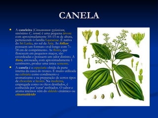CANELA A  caneleira  ( Cinnamomum zeylanicum , sinônimo  C. verum ) é uma pequena  árvore  com aproximadamente 10–15 m de altura, pertencendo à família  Lauraceae . É nativa do  Sri Lanka , no sul da  Ásia . As  folhas  possuem um formato oval-longo com 7–18 cm de comprimento. As  flores , que florescem em pequenos maços, são esverdeadas e possuem um odor distinto. A  fruta , arroxeada, com aproximadamente 1 centímetro, produz uma única  semente . A  canela  é a  especiaria  obtida da parte interna da casca do tronco. É muito utilizada na  culinária  como condimento e aromatizante e na preparação de certos tipos de  chocolate  e  licores . Na  medicina , empregada como os óleos destilados, é conhecida por 'curar' resfriados. O sabor e aroma intensos vêm do  aldeído  cinâmico ou  cinamaldeído 