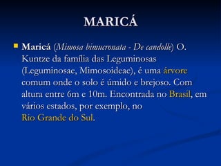 MARICÁ Maricá  ( Mimosa bimucronata - De candolle ) O. Kuntze da família das Leguminosas (Leguminosae, Mimosoideae), é uma  árvore  comum onde o solo é úmido e brejoso. Com altura entre 6m e 10m. Encontrada no  Brasil , em vários estados, por exemplo, no  Rio Grande do Sul . 