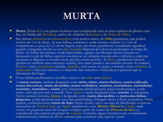 MURTA Murta  ( Myrtus   L. ) é um género botânico que compreende uma ou duas espécies de plantas com flor, da família das  Myrtaceae , nativo do sudoeste da  Europa  e do  Norte de África . São plantas  arbustivas  ou  arborescentes , com muitos ramos, de  folha  persistente, que podem crescer até 5 m de altura. As suas folhas, coriáceas e verde-escuras, medem 3 a 5 cm de comprimento e cerca de 1,5 cm de largura, com um cheiro geralmente considerado agradável quando esmagadas devido ao seu  óleo essencial  disposto por diversas pontuações ao longo do limbo. As folhas são inteiras, ovado-lanceoladas, agudas, em filotaxia oposta-cruzada ou decussada (o par de folhas superior encontra-se em situação cruzada com o inferior, e cada par encontra-se disposto ao mesmo nível, pecíolo contra pecíolo). As  flores , geralmente brancas (podem ter também uma coloração rosada), têm cinco pétalas e um número elevado de estames. O  fruto  é uma  pseudobaga  carnuda,  elipsóide , azul-escura ou negra, contendo várias  sementes . A  polinização  é feita por insectos e a dispersão das sementes é efectuada por pássaros que se alimentam das bagas. O seu habitat preferencial é xerofílico (seco) e em  solos  sem  calcário . A  murta-comum , também designada como  mirta ,  mirto ,  murta-cheirosa ,  murta-cultivada ,  murta-das-noivas ,  murta-do-jardim ,  murta-verdadeira ,  murteira ,  murtinheira ,  murtinheiro ,  murtinho ,  murtinhos  e  murto , está vastamente distribuída pela região mediterrânica, sendo muito cultivada por todo o mundo. Nos  Açores  é ainda designada como  murtão . A subespécie  Myrtus communis tarentina ,  Lineu , é designada como  murta-dos-jardins  ou  murta-das-folhas-pequenas , sendo apreciada pela sua copa arredondada, folhagem densa e flores aromáticas. Outra espécie, conhecida como  murta do Sara  ( Myrtus nivellei ), tem a sua área de distribuição restrita às montanhas de  Tassili n'Ajjer , na  Argélia  meridional, e nos  Montes Tibesti  no  Chade , onde ocorre em pequenas áreas de bosques vestigiais, perto do centro do  Deserto do Sara  e é considerada uma espécie em perigo de  extinção . Contudo, alguns botânicos não a consideram suficientemente distinta da  Myrtus communis  para constituir uma espécie à parte. 
