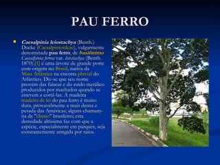 PAU FERRO Caesalpinia leiostachya  (Benth.) Ducke ( Caesalpinioideae ), vulgarmente denominada  pau ferro , de  basiônimo   Caesalpinia ferrea  var.  leiostachya  (Benth. 1870). [1]  é uma árvore de grande porte com origem no  Brasil , nativa da  Mata Atlântica  na encosta  pluvial  do Atlântico. Diz-se que seu nome provém das faíscas e do ruído metálico produzidos por machados quando se atrevem a cortá-las. A madeira  madeira de lei  do pau ferro é muito dura, provavelmente a mais densa e pesada das Américas; alguns chamam-na de " ébano " brasileiro; esta densidade altíssima faz com que a espécie, especialmente em parques, seja constantemente atingida por raios. 