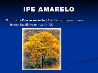 IPE AMARELO O  pau-d'arco-amarelo  ( Tabebuia serratifolia ) é uma árvore brasileira nativa do RS  