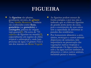 FIGUEIRA As  figueiras  são plantas, geralmente árvores, do  gênero   Ficus ,  família   Moraceae . Também são conhecidas como  ficus ,  gameleira  (ou  gomeleira ) e  caxinguba , palavra de origem tupi-guarani [1] . Há cerca de 755  espécies  de figueiras no mundo [2] , especialmente em regiões de clima tropical e subtropical e onde haja presença de água. O gênero  Ficus  é um dos maiores do  Reino   Vegetal . As figueiras podem crescer de forma enérgica e por isso não é indicado que se cultivem figueiras de grande porte perto de casas, pois o crescimento de suas raízes têm a capacidade de deformar as paredes das residências. Por fornecerem alimentos a aves, símios, morcegos e outros animais dispersores de sementes, têm importância na preservação das vegetações nativas tropicais e subtropicais. Os figos caídos no solo e na água servem também de alimentos a vários outros animais, incluindo peixes e insetos. 