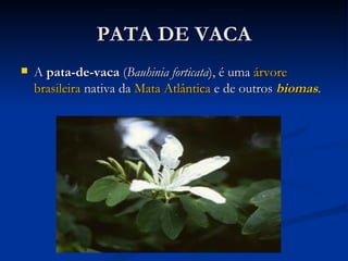 PATA DE VACA A  pata-de-vaca  ( Bauhinia forticata ), é uma  árvore   brasileira  nativa da  Mata Atlântica  e de outros  biomas . 