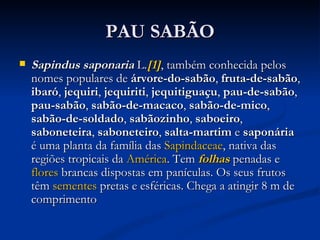 PAU SABÃO Sapindus saponaria  L. [1] , também conhecida pelos nomes populares de  árvore-do-sabão ,  fruta-de-sabão ,  ibaró ,  jequiri ,  jequiriti ,  jequitiguaçu ,  pau-de-sabão ,  pau-sabão ,  sabão-de-macaco ,  sabão-de-mico ,  sabão-de-soldado ,  sabãozinho ,  saboeiro ,  saboneteira ,  saboneteiro ,  salta-martim  e  saponária  é uma planta da família das  Sapindaceae , nativa das regiões tropicais da  América . Tem  folhas  penadas e  flores  brancas dispostas em panículas. Os seus frutos têm  sementes  pretas e esféricas. Chega a atingir 8 m de comprimento  