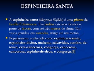 ESPINHEIRA SANTA A  espinheira-santa  ( Maytenus ilicifolia ) é uma  planta  da  família   Celastraceae . Em  jardins  externos alcança o porte de  árvore , com até três  metros  de altura. Em vasos grandes, em  varandas , atinge até um metro. Popularmente conhecida como  espinheira-santa, espinheira-divina, maiteno, salvavidas, sombra-de-touro, erva-cancerosa, congorça, cancerosa, cancorosa, espinho-de-deus, e congorça . [1] 