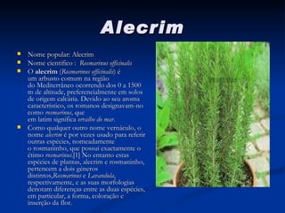 Alecrim Nome popular: Alecrim Nome cientifico :   Rosmarinus officinalis O  alecrim  ( Rosmarinus officinalis ) é um arbusto comum na região do Mediterrâneo ocorrendo dos 0 a 1500 m de altitude, preferencialmente em solos de origem calcária. Devido ao seu aroma característico, os romanos designavam-no como  rosmarinus , que em latim significa  orvalho do mar . Como qualquer outro nome vernáculo, o nome  alecrim  é por vezes usado para referir outras espécies, nomeadamente o rosmaninho, que possui exactamente o étimo  rosmarinus .[1] No entanto estas espécies de plantas, alecrim e rosmaninho, pertencem a dois géneros distintos, Rosmarinus  e  Lavandula , respectivamente, e as suas morfologias denotam diferenças entre as duas espécies, em particular, a forma, coloração e inserção da flor. 
