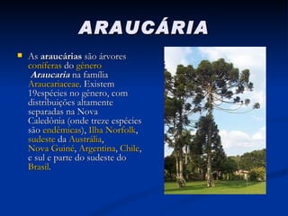 ARAUCÁRIA As  araucárias  são árvores  coníferas  do  gênero   Araucaria  na família  Araucariaceae . Existem 19espécies no gênero, com distribuições altamente separadas na Nova Caledônia (onde treze espécies são  endêmicas ),  Ilha Norfolk ,  sudeste  da  Austrália ,  Nova Guiné ,  Argentina ,  Chile , e sul e parte do sudeste do  Brasil .  