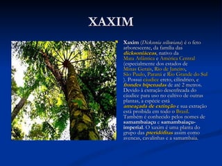 XAXIM Xaxim  ( Dicksonia sellowiana ) é o feto arborescente, da família das  dicksoniáceas , nativo da  Mata Atlântica  e  América Central  (especialmente dos estados de  Minas Gerais ,  Rio de Janeiro ,  São Paulo ,  Paraná  e  Rio Grande do Sul ). Possui  cáudice  ereto, cilíndrico, e  frondes   bipenadas  de até 2 metros. Devido à extração desenfreada do cáudice para uso no cultivo de outras plantas, a espécie está  ameaçada de extinção  e sua extração está proibida em todo o  Brasil . Também é conhecido pelos nomes de  samambaiaçu  e  samambaiaçu-imperial . O xaxim é uma planta do grupo das  pteridófitas  assim como avencas, cavalinhas e a samambaia. 
