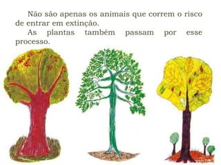 Não são apenas os animais que correm o risco
de entrar em extinção.
As plantas também passam por esse
processo.
 