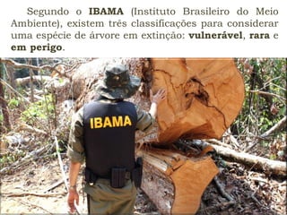 Segundo o IBAMA (Instituto Brasileiro do Meio
Ambiente), existem três classificações para considerar
uma espécie de árvore em extinção: vulnerável, rara e
em perigo.
 