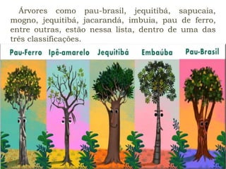 Árvores como pau-brasil, jequitibá, sapucaia,
mogno, jequitibá, jacarandá, imbuia, pau de ferro,
entre outras, estão nessa lista, dentro de uma das
três classificações.
 