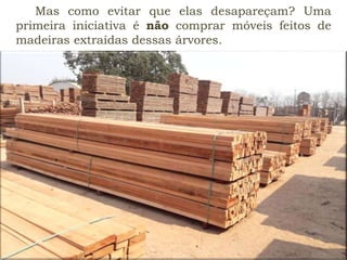 Mas como evitar que elas desapareçam? Uma
primeira iniciativa é não comprar móveis feitos de
madeiras extraídas dessas árvores.
 
