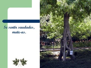 Se sentir saudades,  mate-as.  