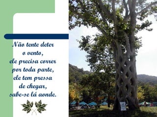 Não tente deter  o vento,  ele precisa correr  por toda parte,  ele tem pressa  de chegar,  sabe-se lá aonde.  