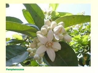 PamplemoussePamplemousse
 