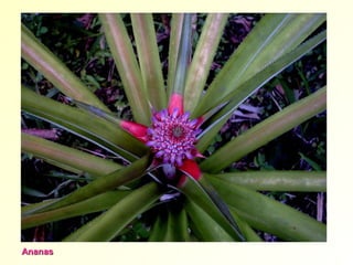 AnanasAnanas
 