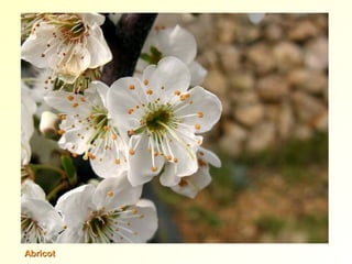 AbricotAbricot
 