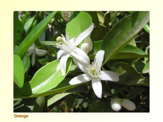 OrangeOrange
 