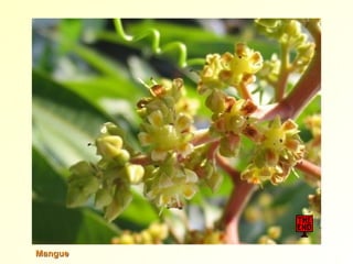 MangueMangue
 