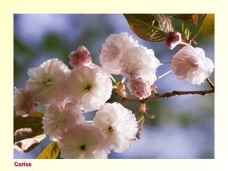 CeriseCerise
 