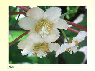 KiwiKiwi
 