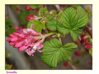 Groseillier
GroseilleGroseille
 