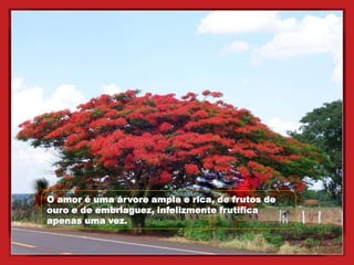 O amor é uma árvore ampla e rica, de frutos de
ouro e de embriaguez, infelizmente frutifica
apenas uma vez.
 