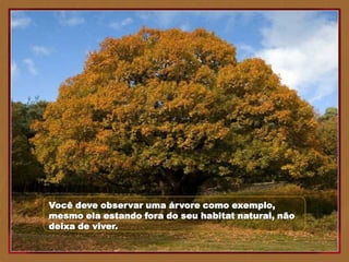 Você deve observar uma árvore como exemplo,
mesmo ela estando fora do seu habitat natural, não
deixa de viver.
 