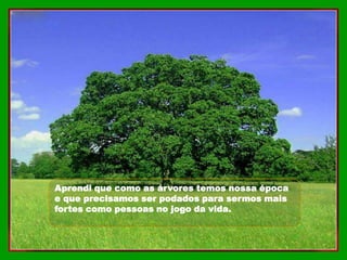 Aprendi que como as árvores temos nossa época
e que precisamos ser podados para sermos mais
fortes como pessoas no jogo da vida.
 