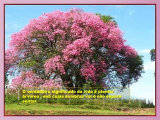 O verdadeiro significado da vida é plantar
árvores , sob cujas sombras você não espera
sentar.
 